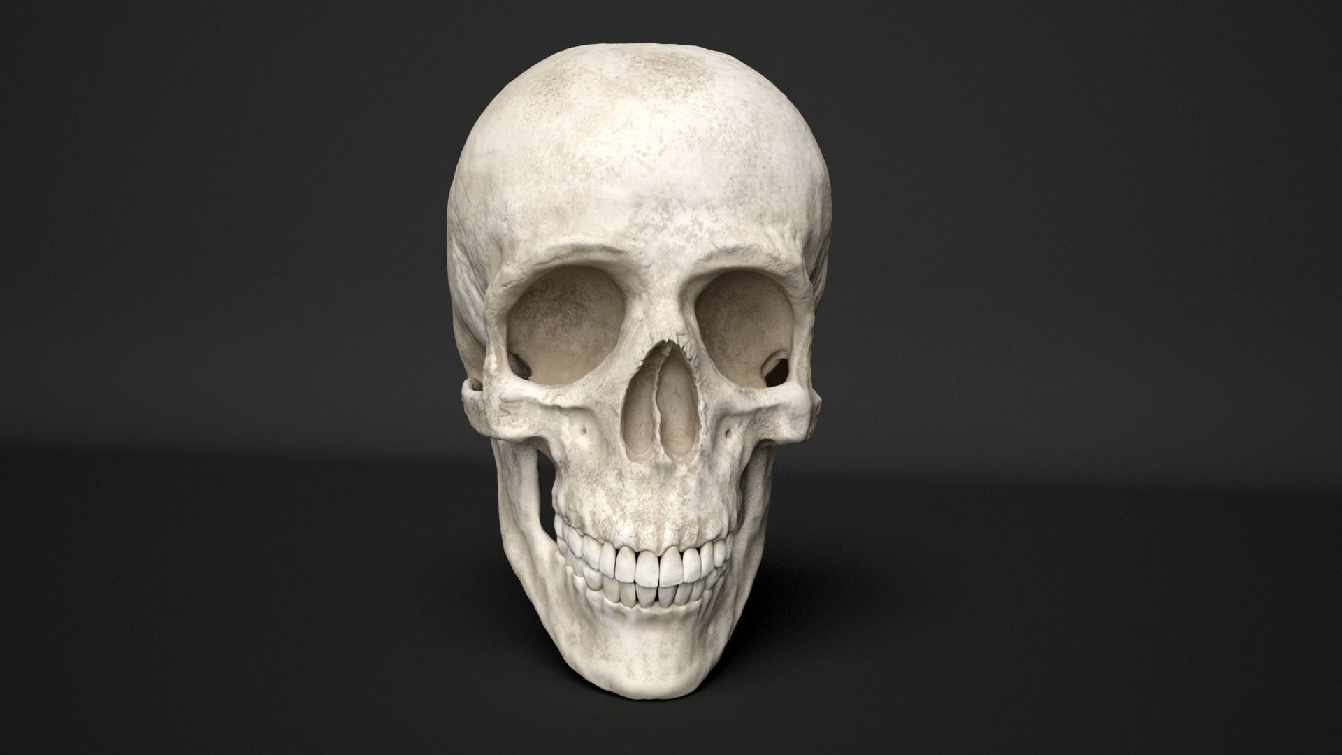 human skull  3D model_1