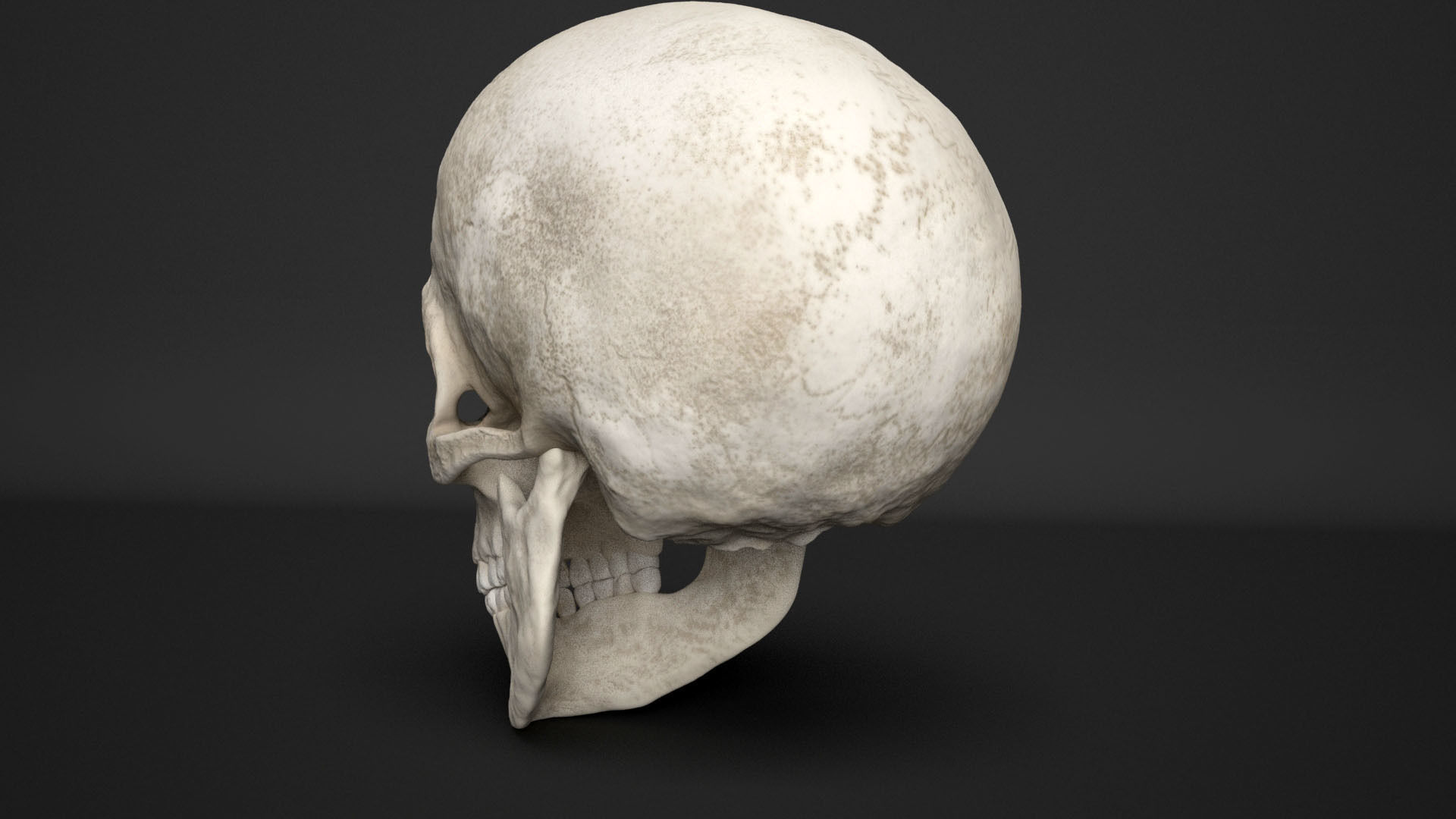 human skull  3D model_5