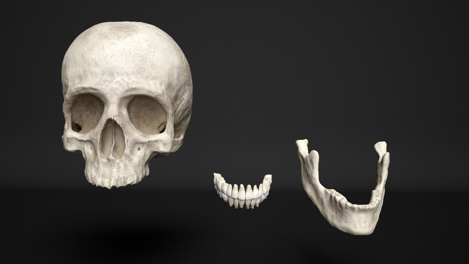 human skull  3D model_12