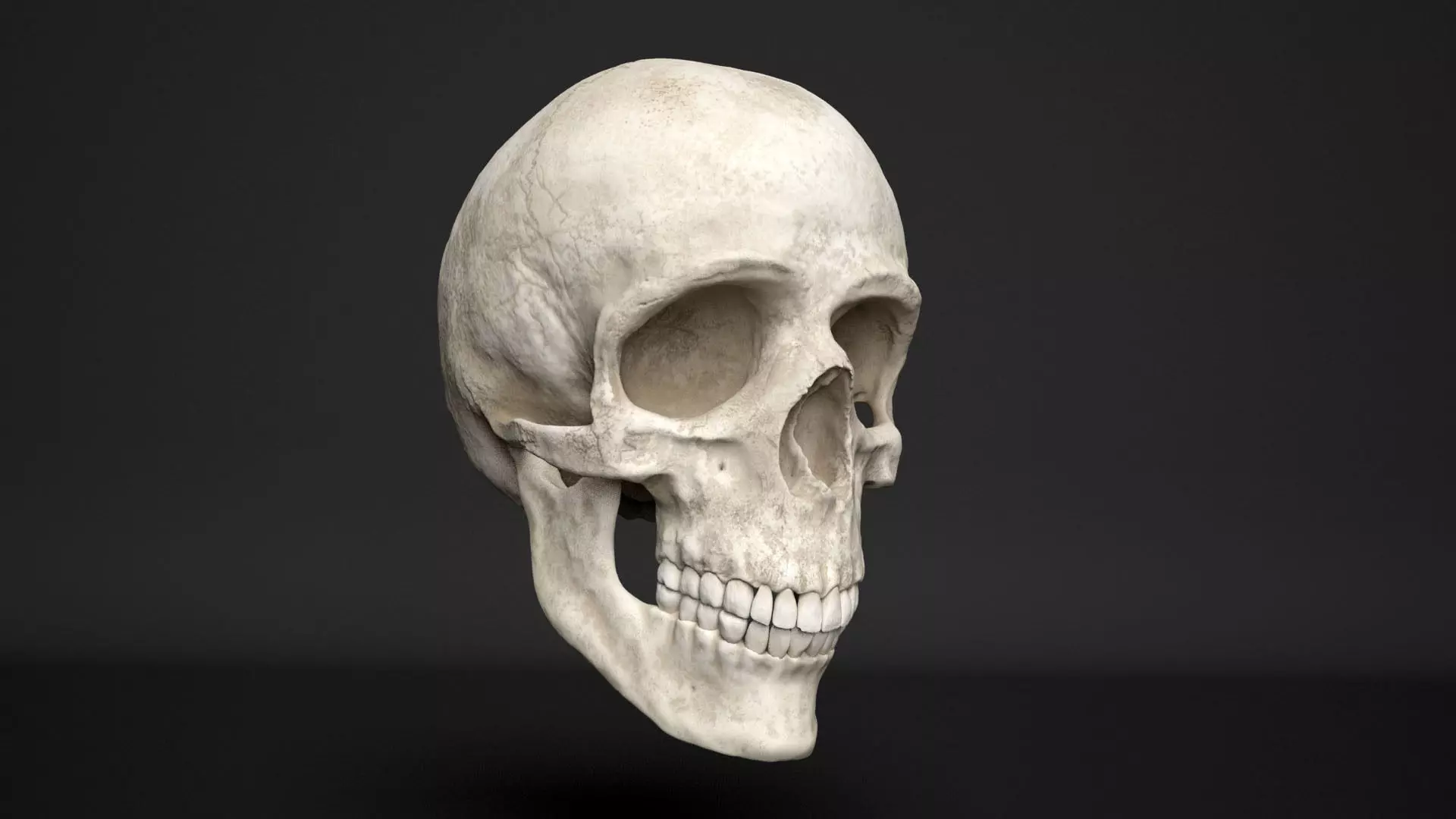 human skull  3D model_0