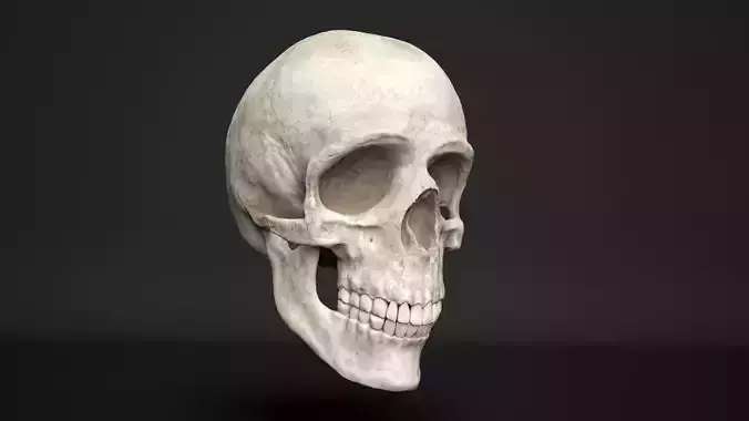 human skull 