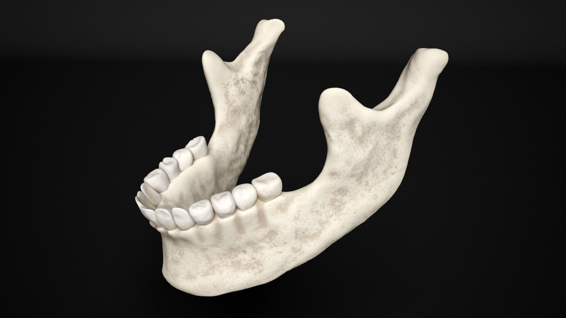 human skull  3D model_11