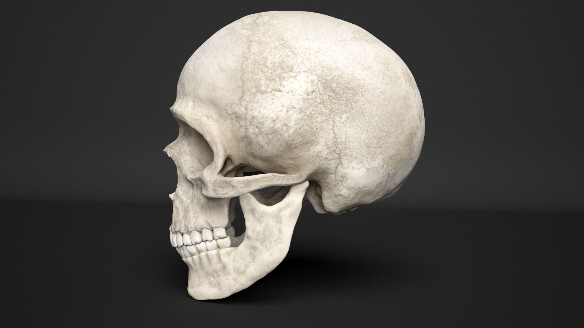 human skull  3D model_4