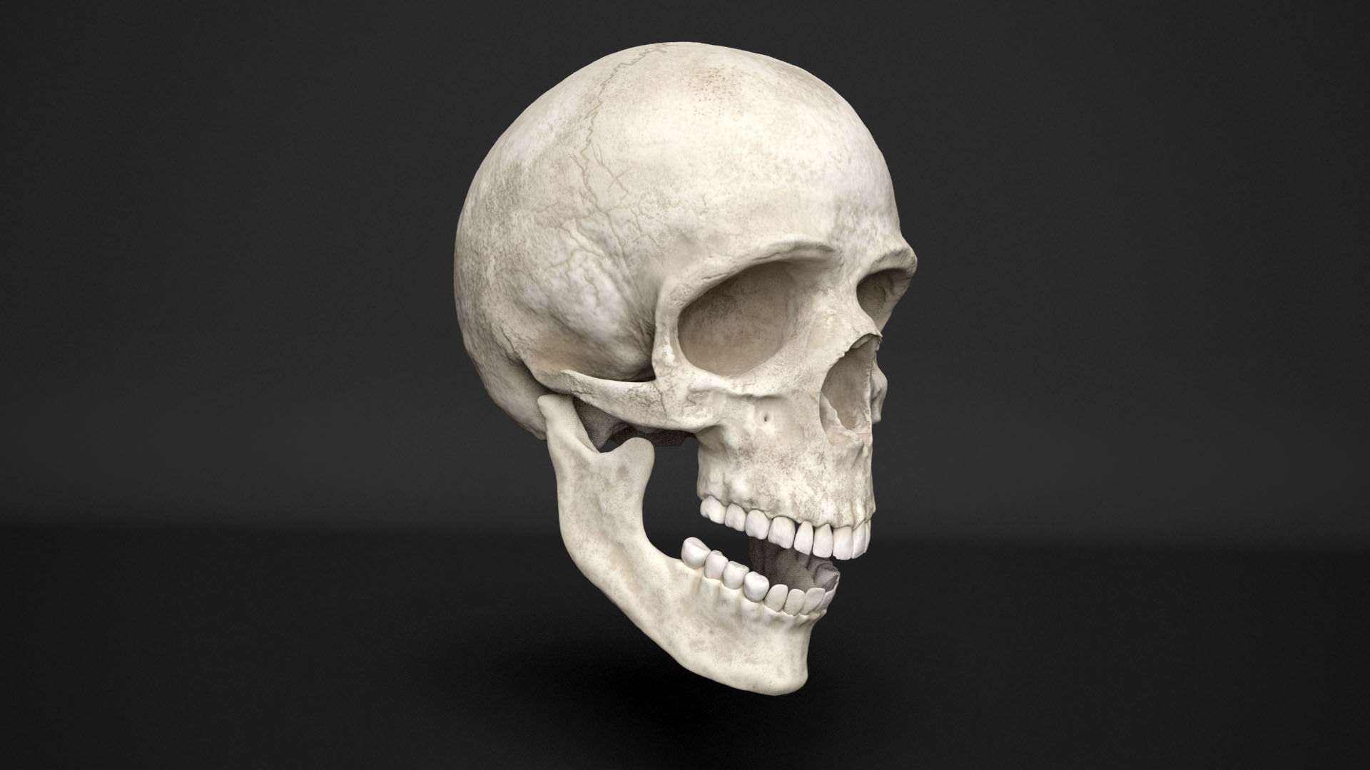 human skull  3D model_7
