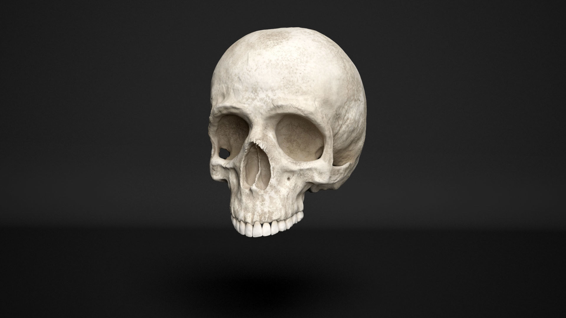 human skull  3D model_9