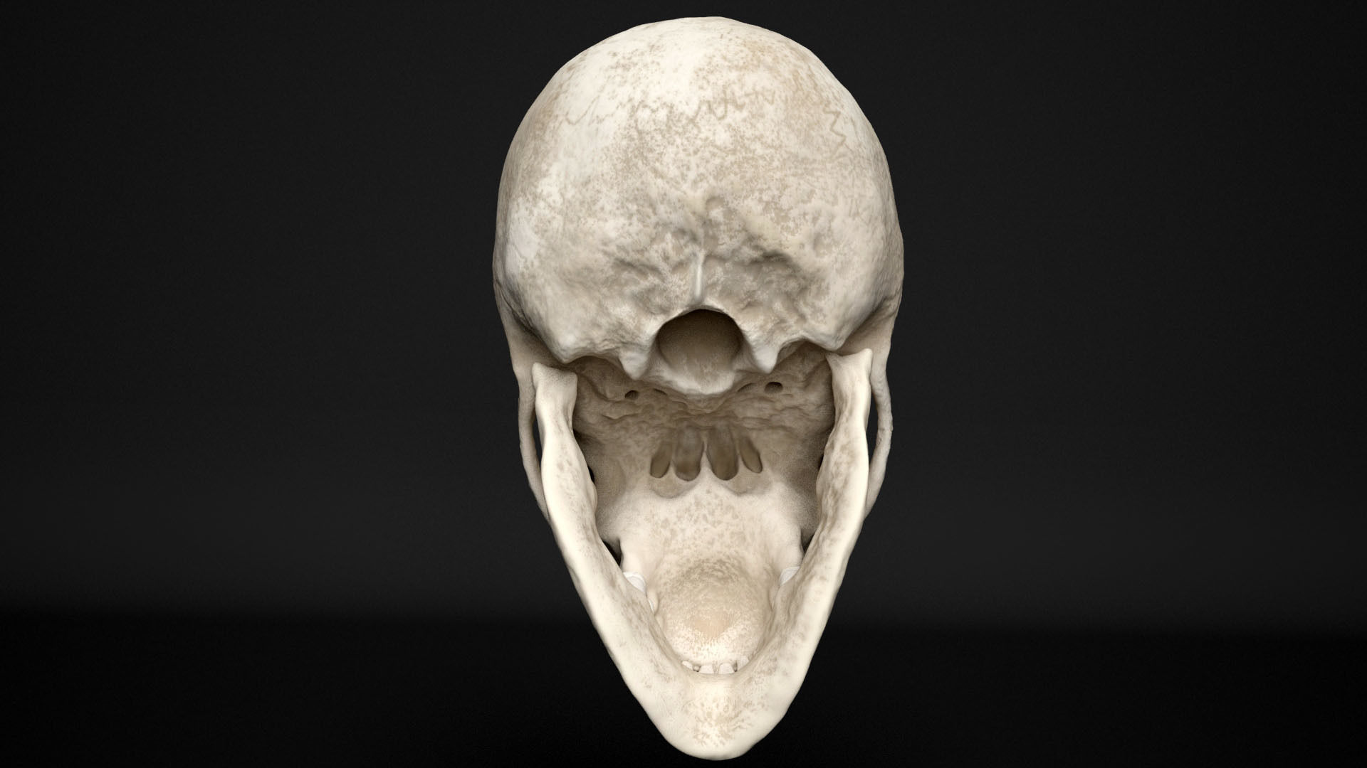 human skull  3D model_8