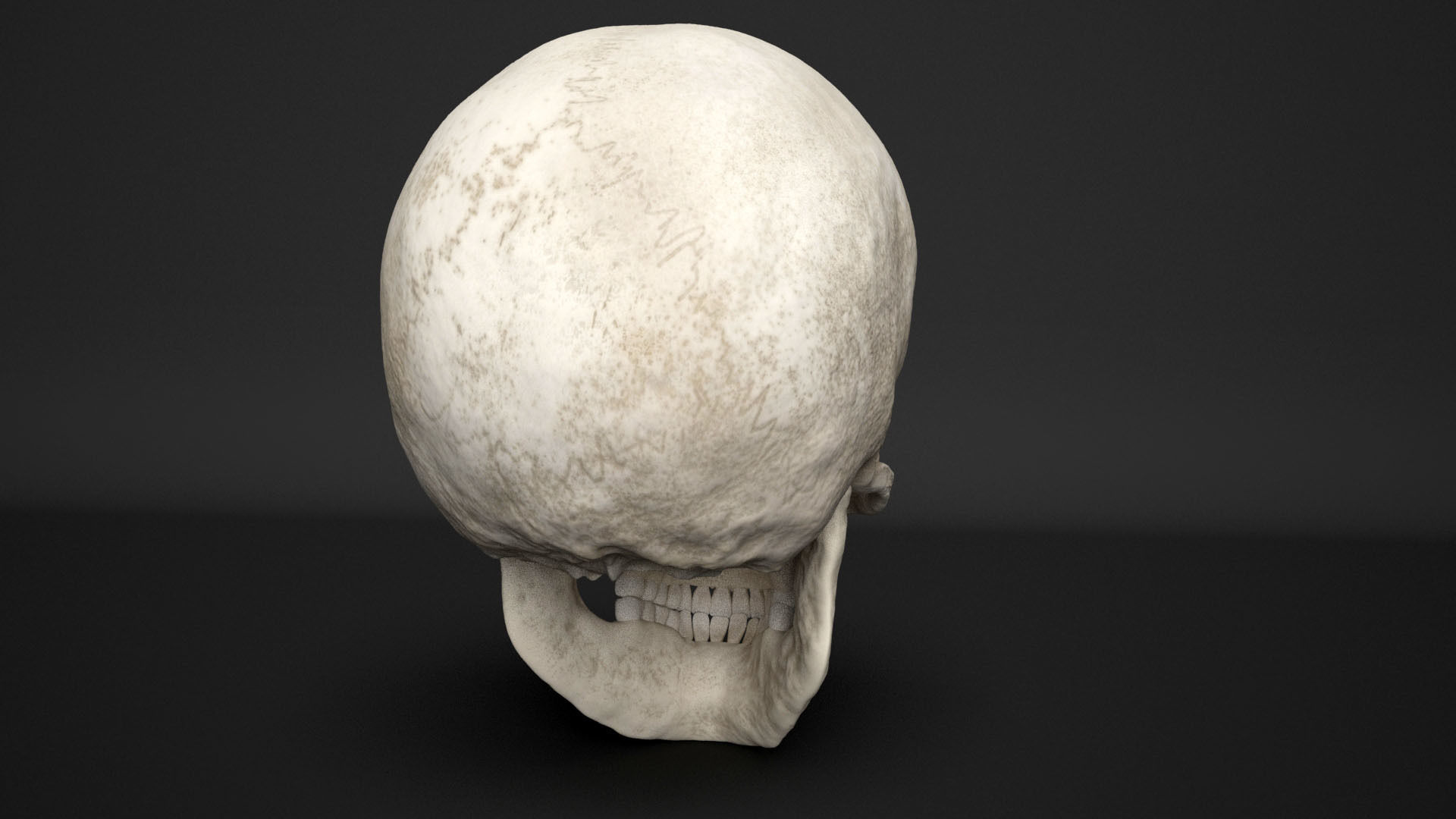 human skull  3D model_6