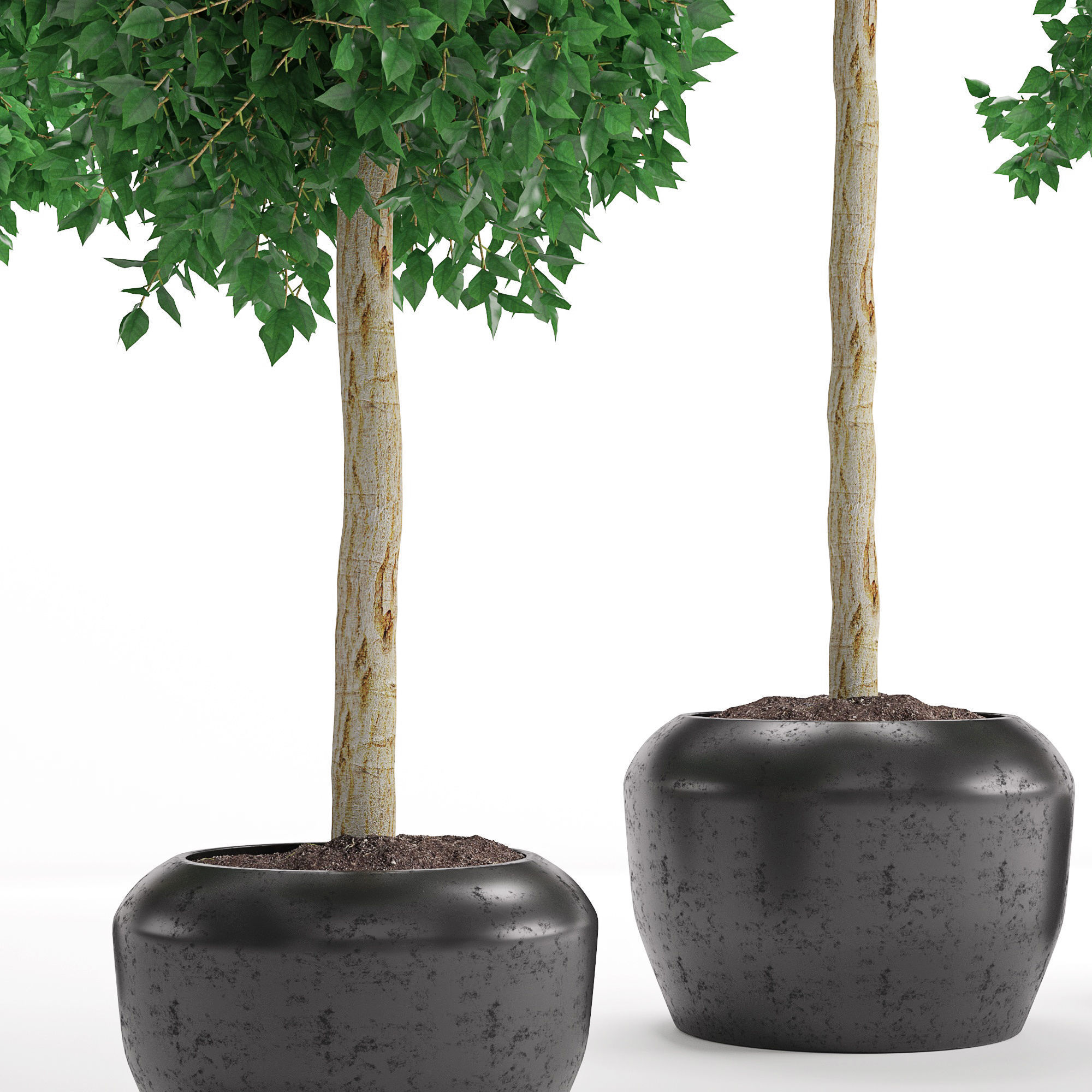 Houseplant 26 3D model_5