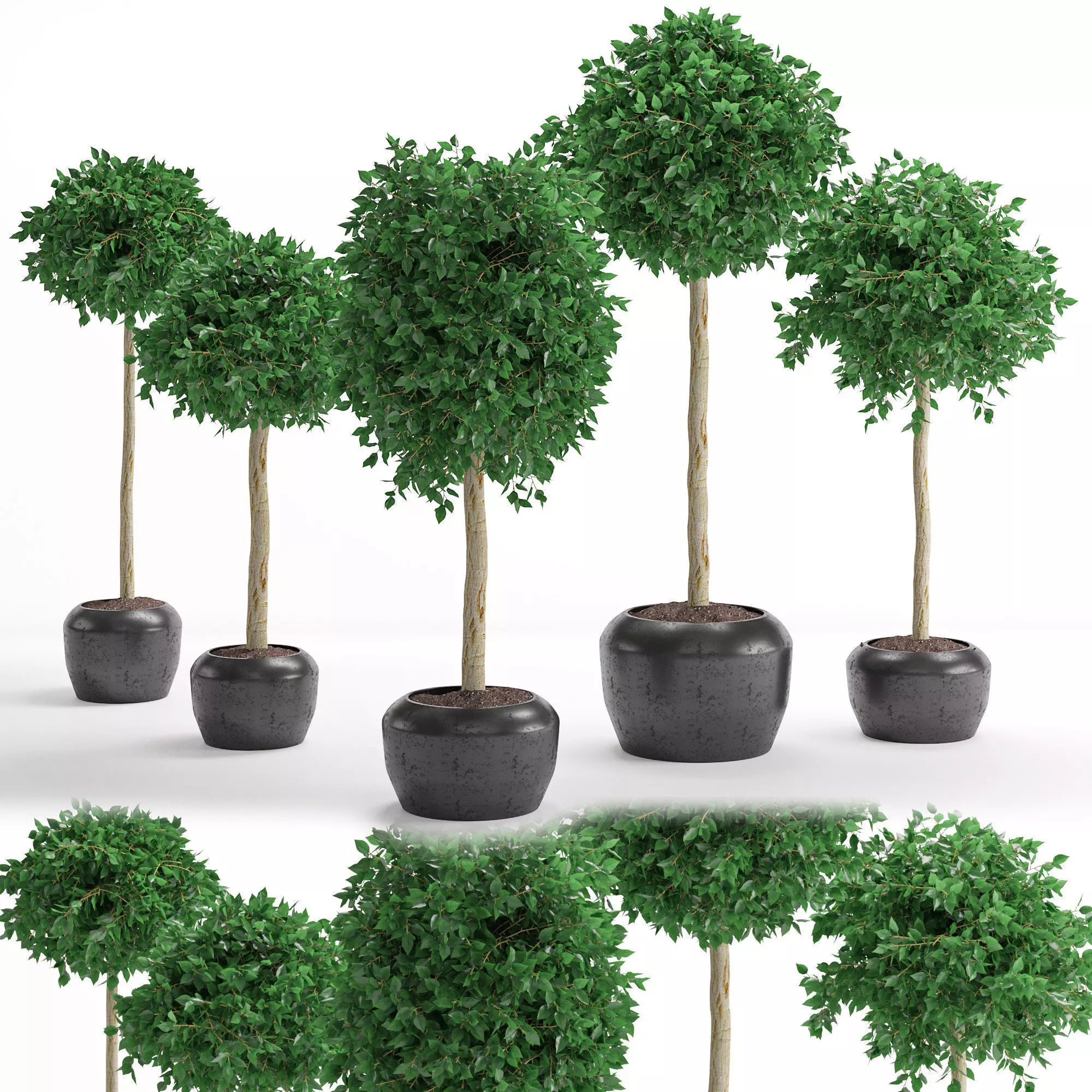 Houseplant 26 3D model_0