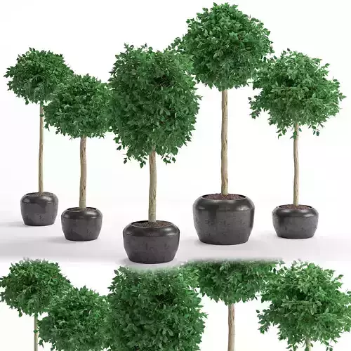 Houseplant 26 3D model