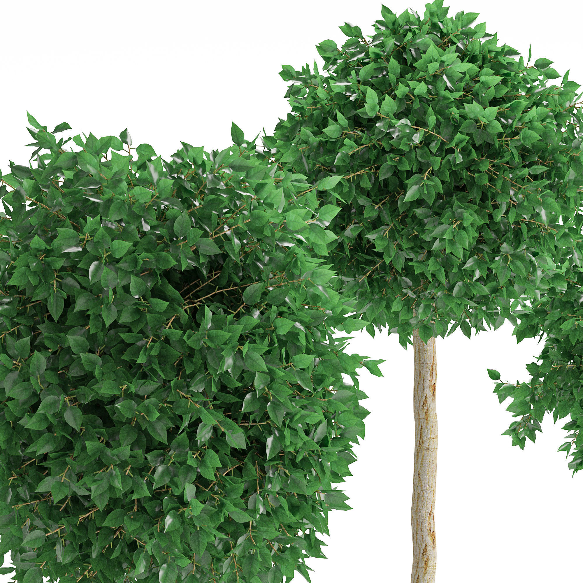 Houseplant 26 3D model_1