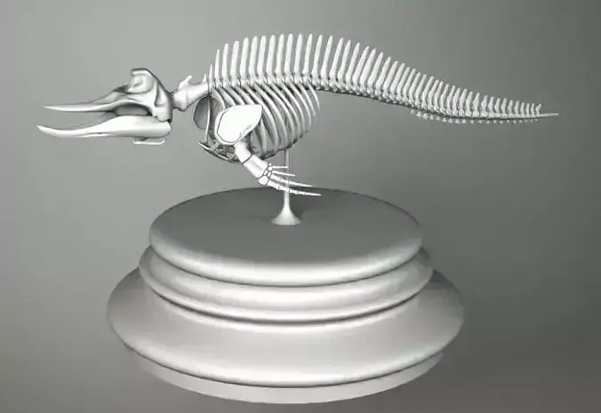 SKELETON CETACEUM 3D model