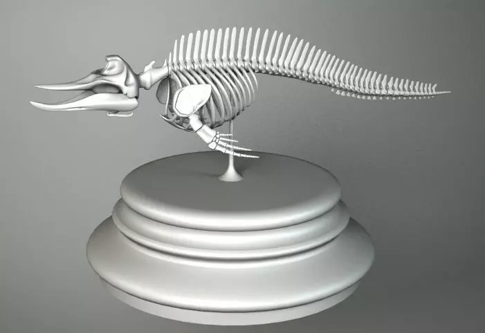 SKELETON CETACEUM 3D model_0
