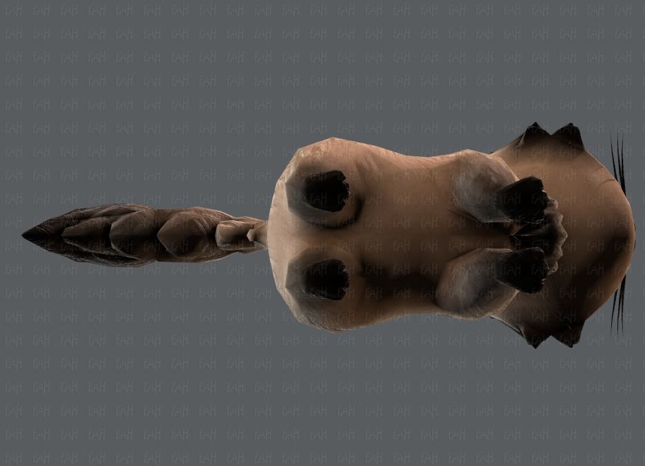 Cat Cartoon V02 Low-poly 3D model_33