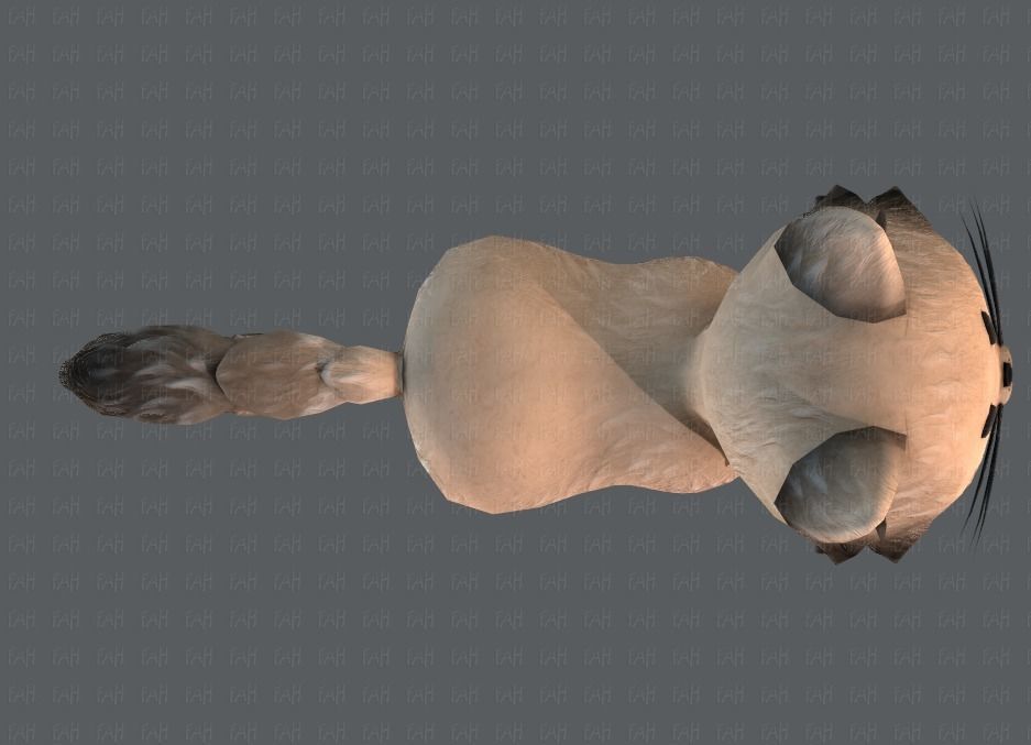 Cat Cartoon V02 Low-poly 3D model_35