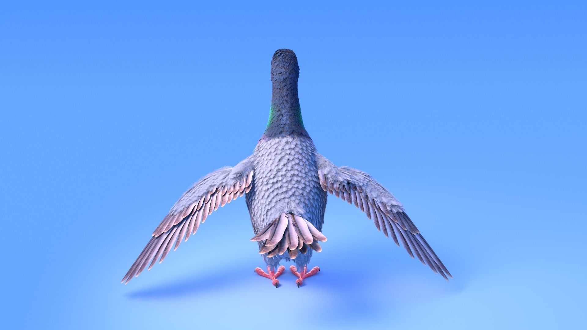 Pigeon with feather system - Cartoon style 3D model_4