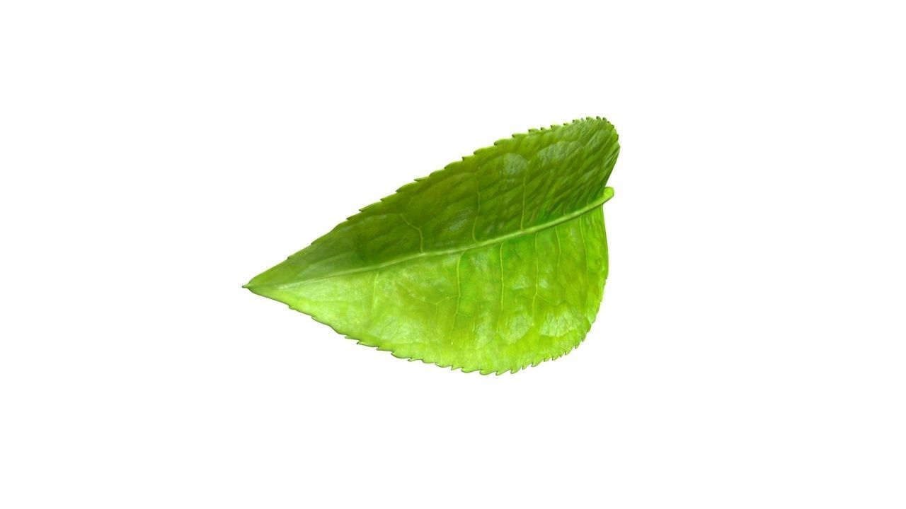 Tea leaf Low-poly 3D model_1