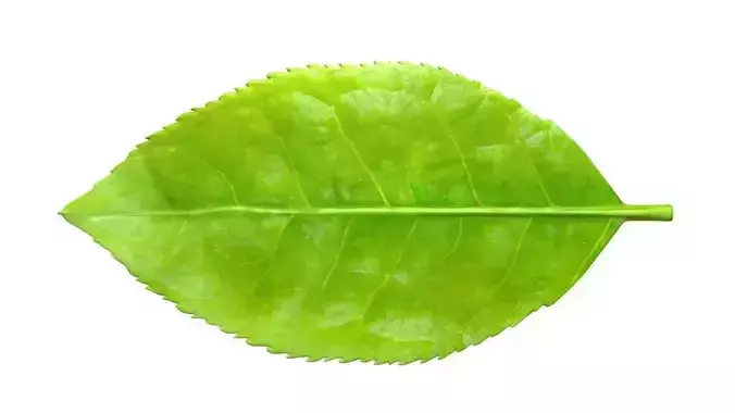Tea leaf Low-poly 3D model