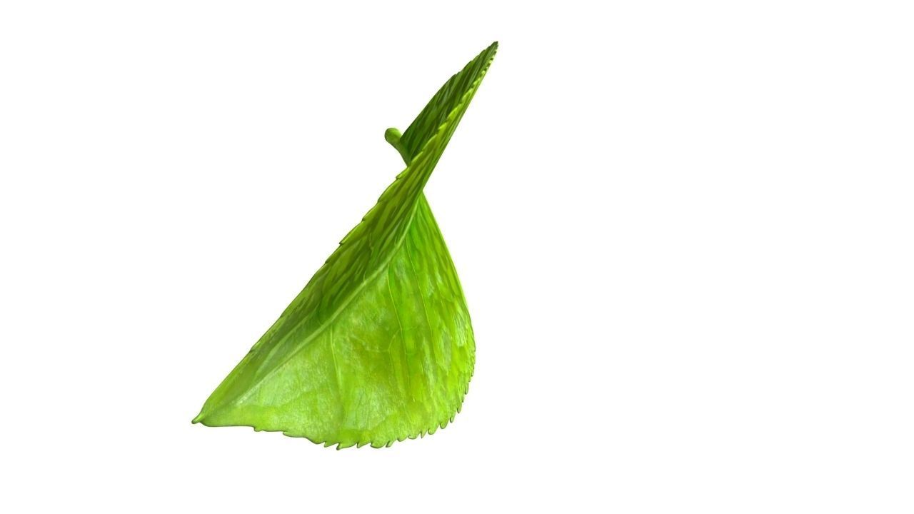 Tea leaf Low-poly 3D model_2