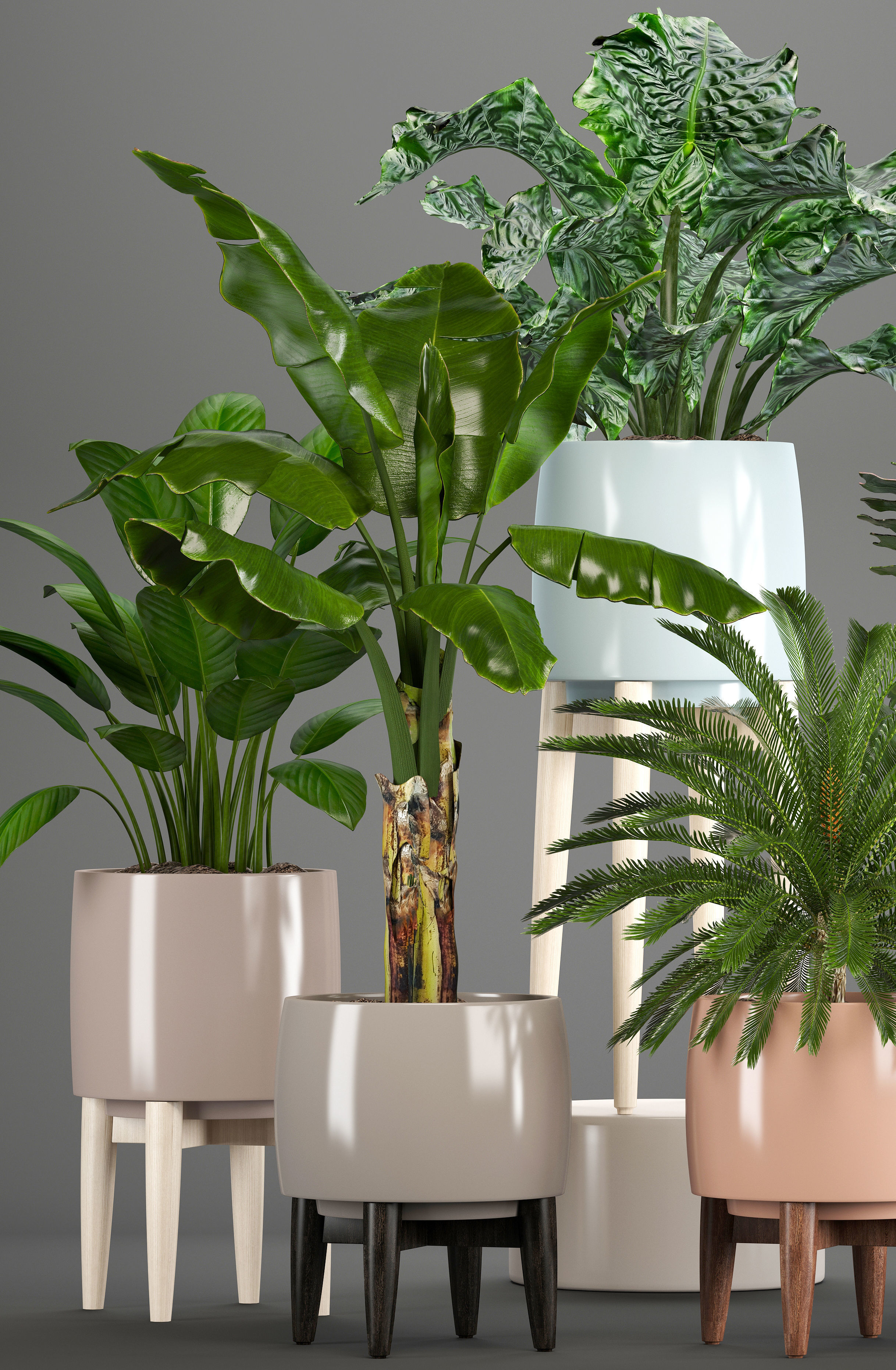 Collection of plants in pots  3D model_3