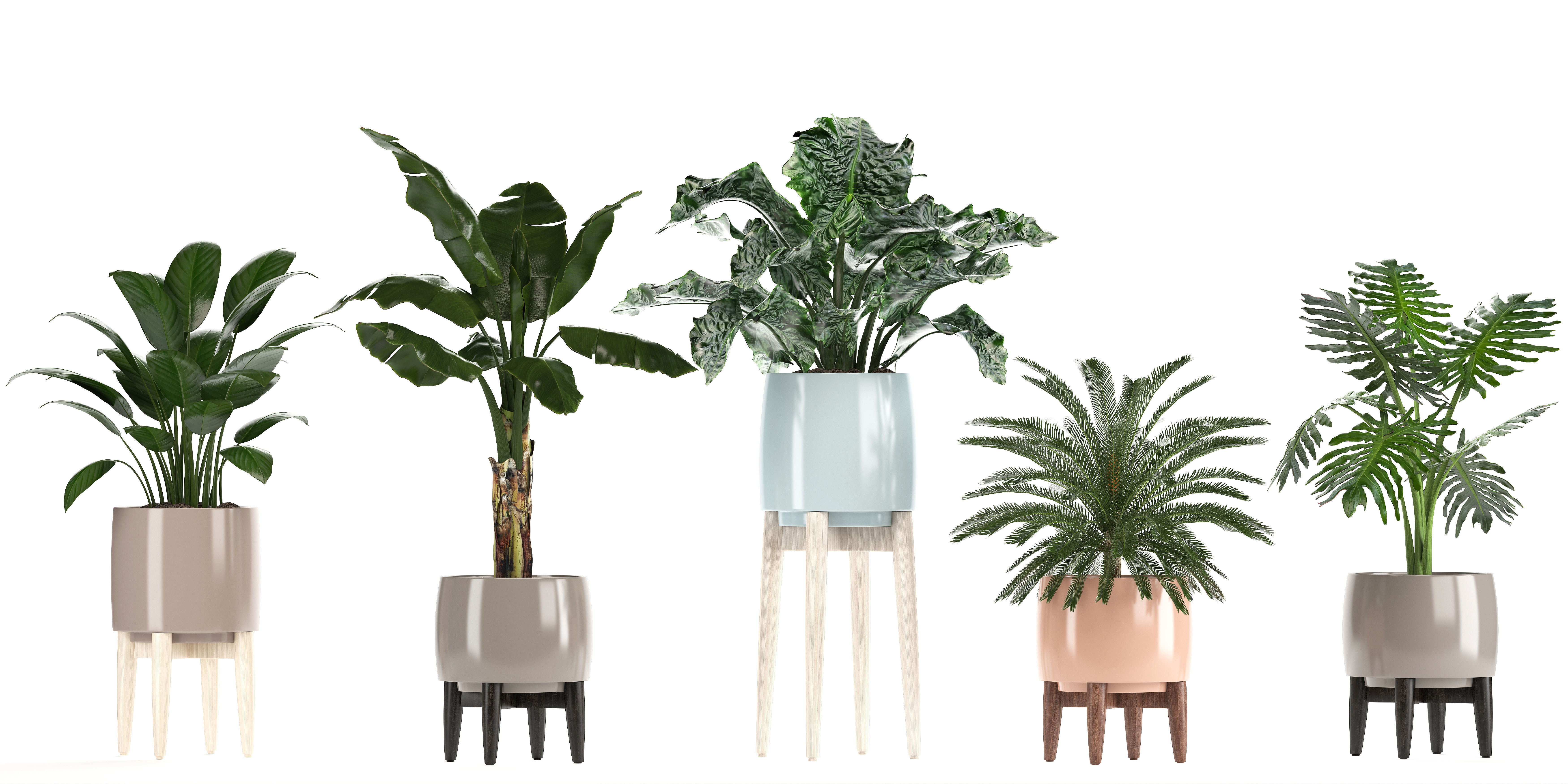 Collection of plants in pots  3D model_6