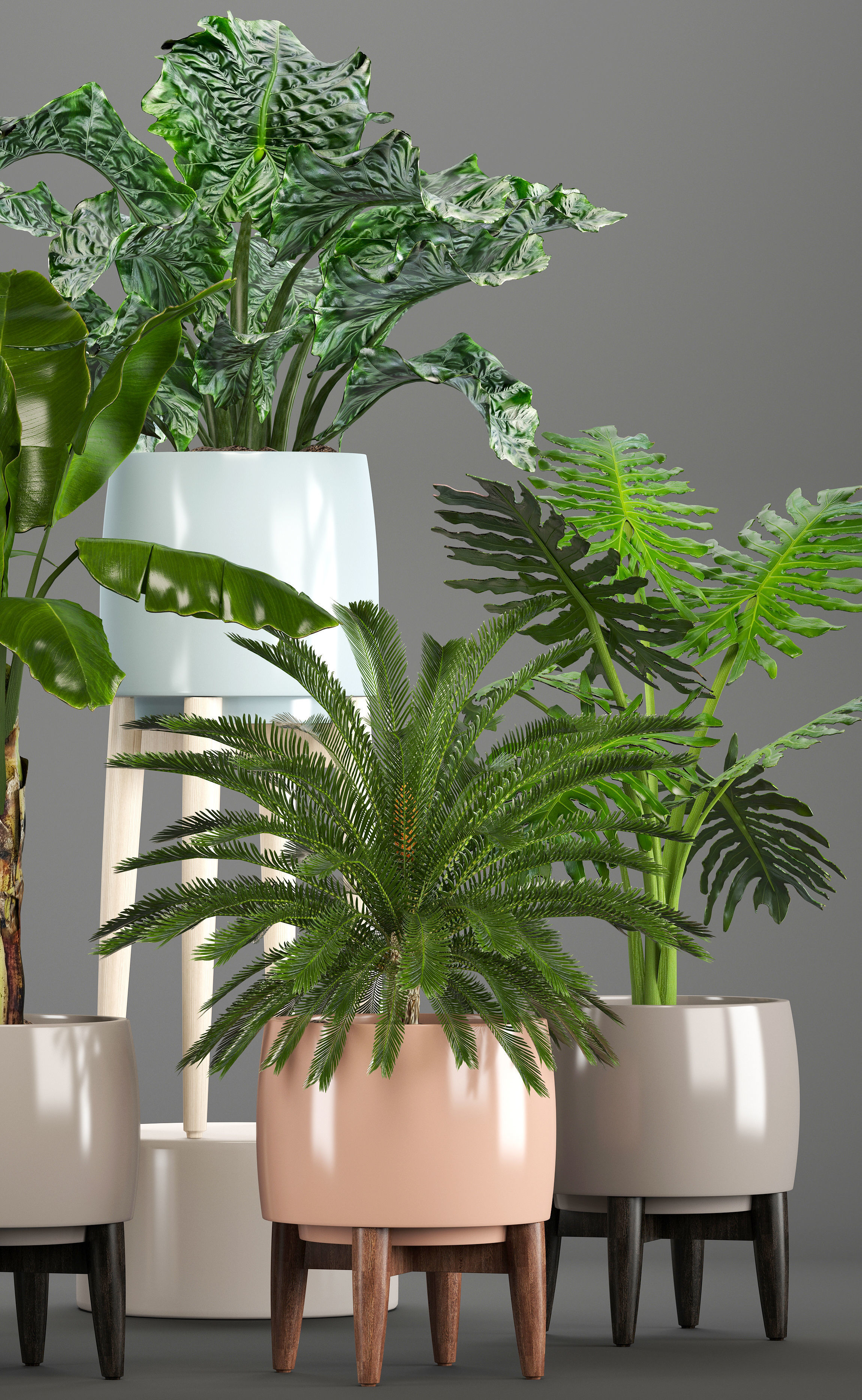 Collection of plants in pots  3D model_2