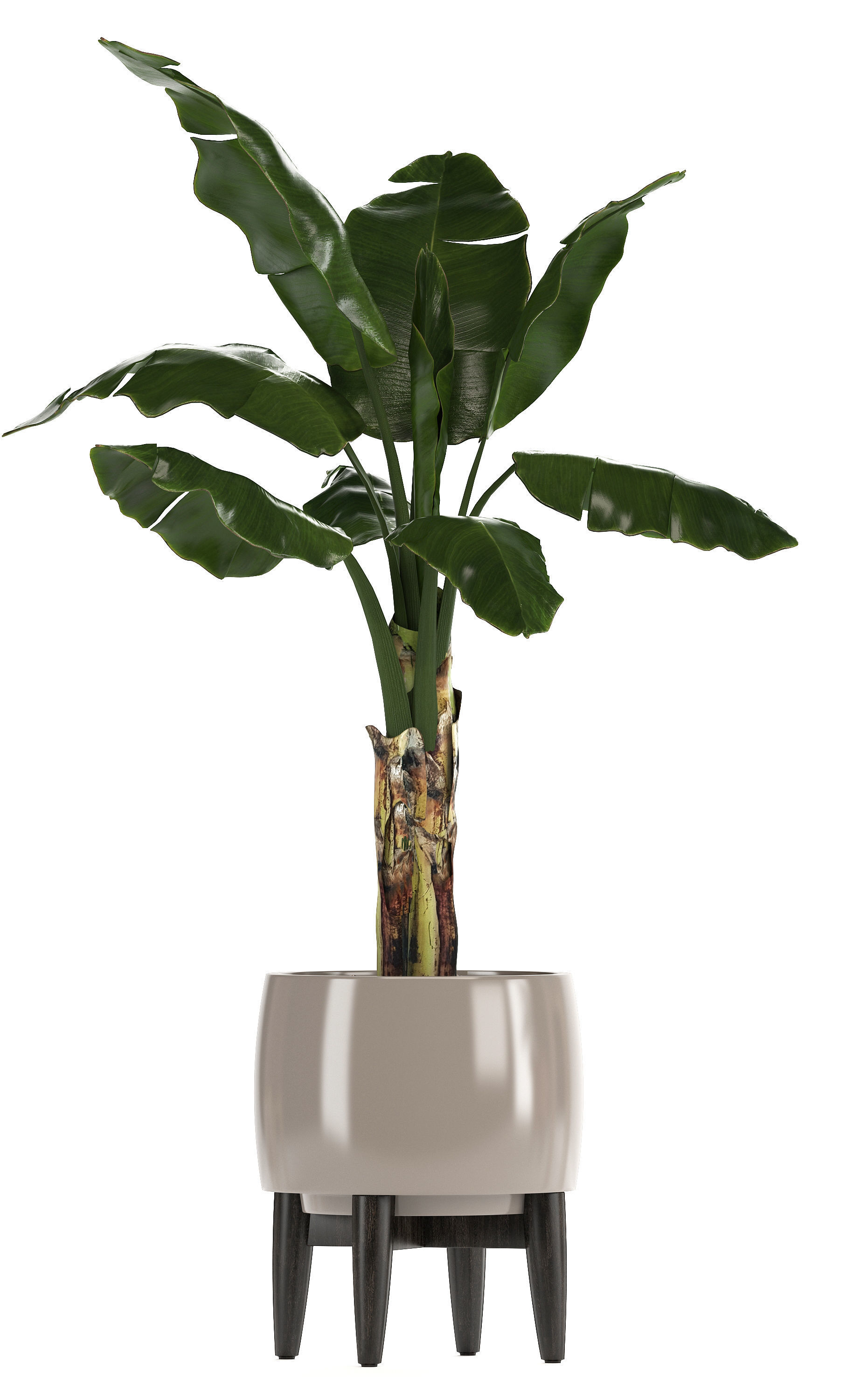 Collection of plants in pots  3D model_5
