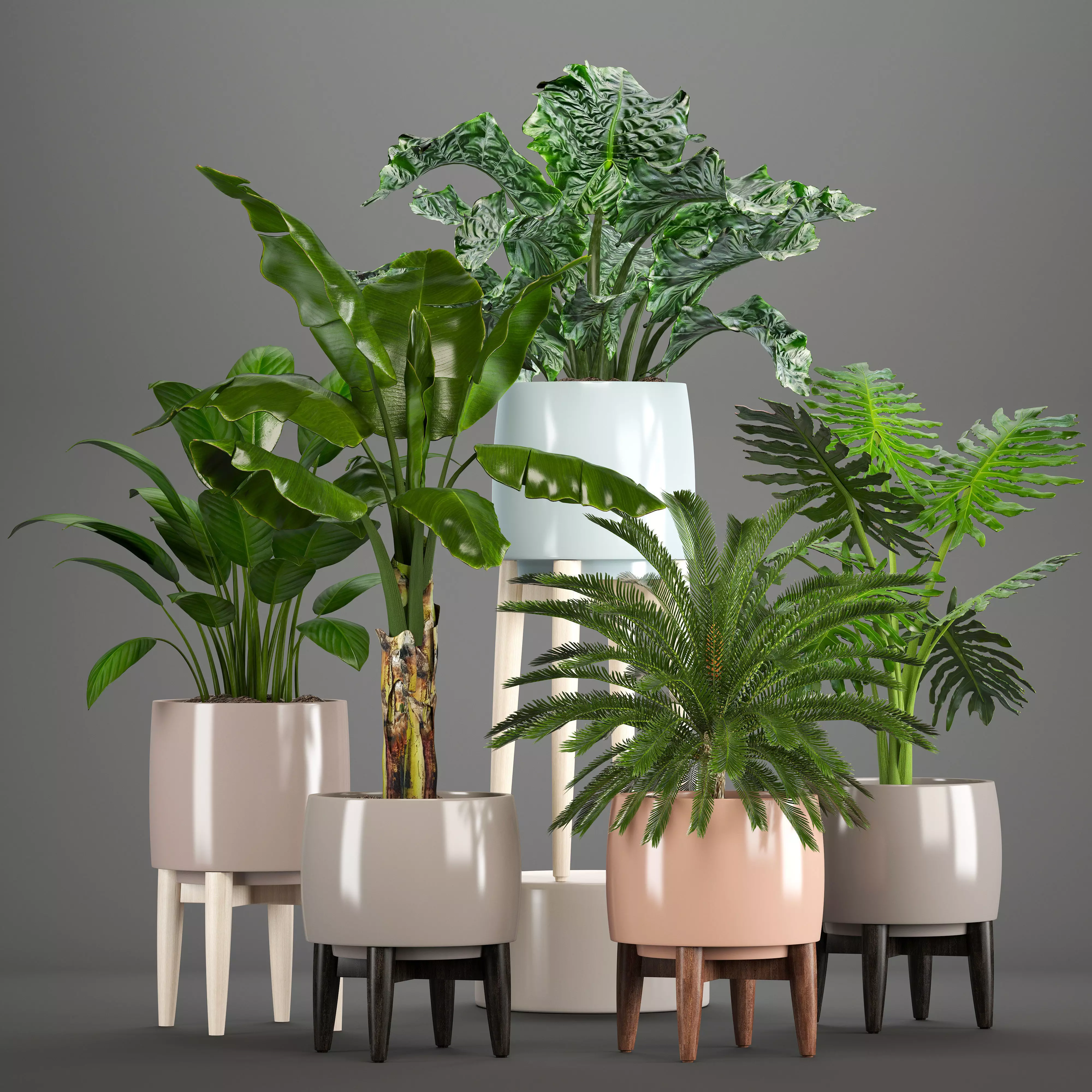 Collection of plants in pots  3D model_0