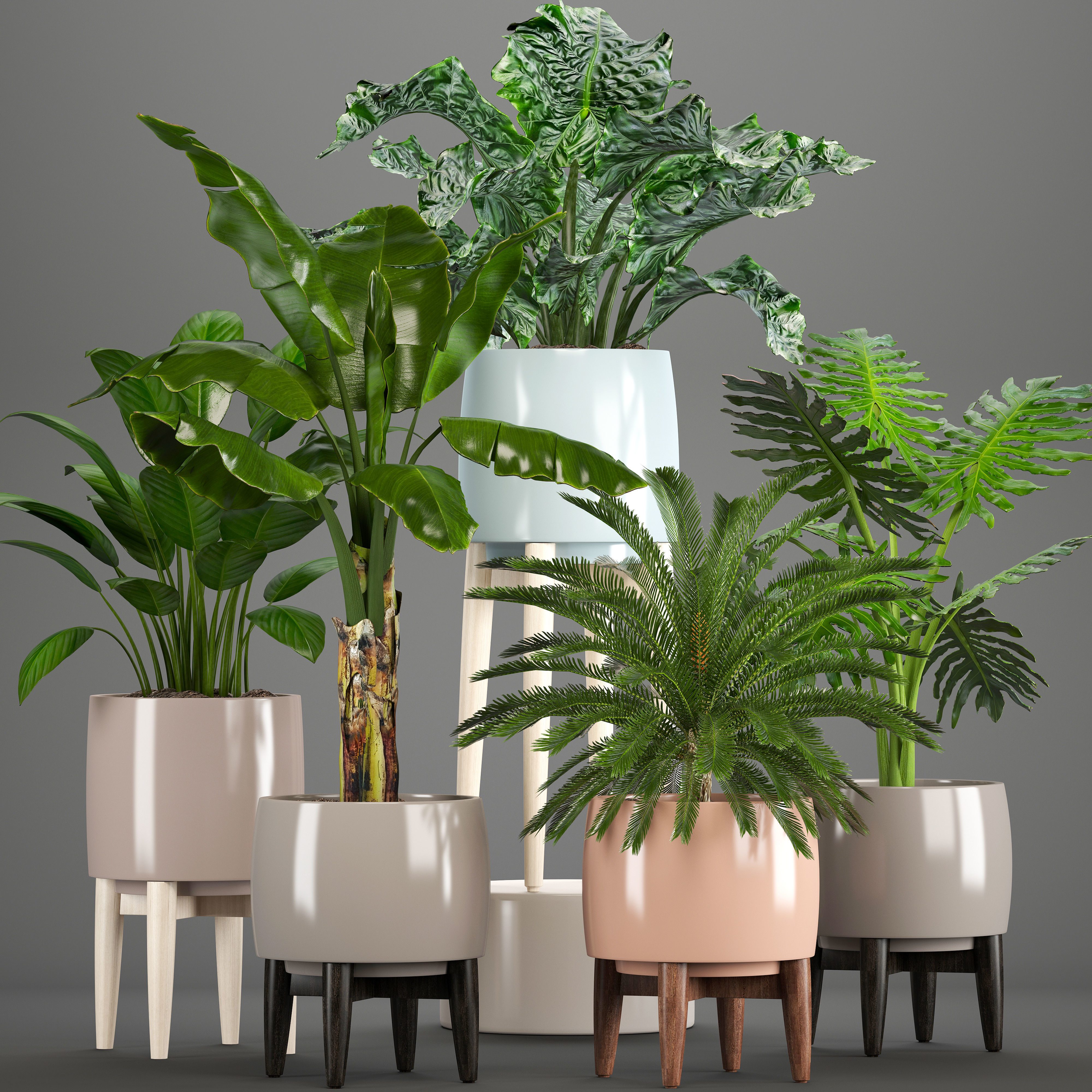 Collection of plants in pots  3D model_1