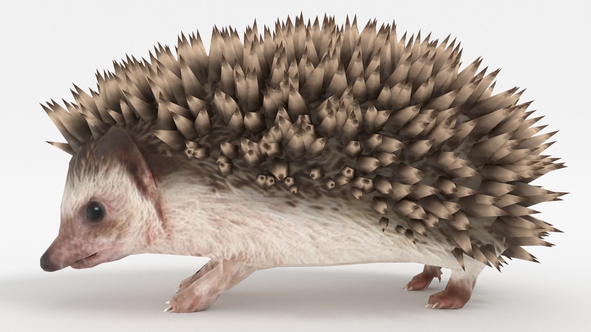 Rigged Hedgehog Low-poly 3D model_3