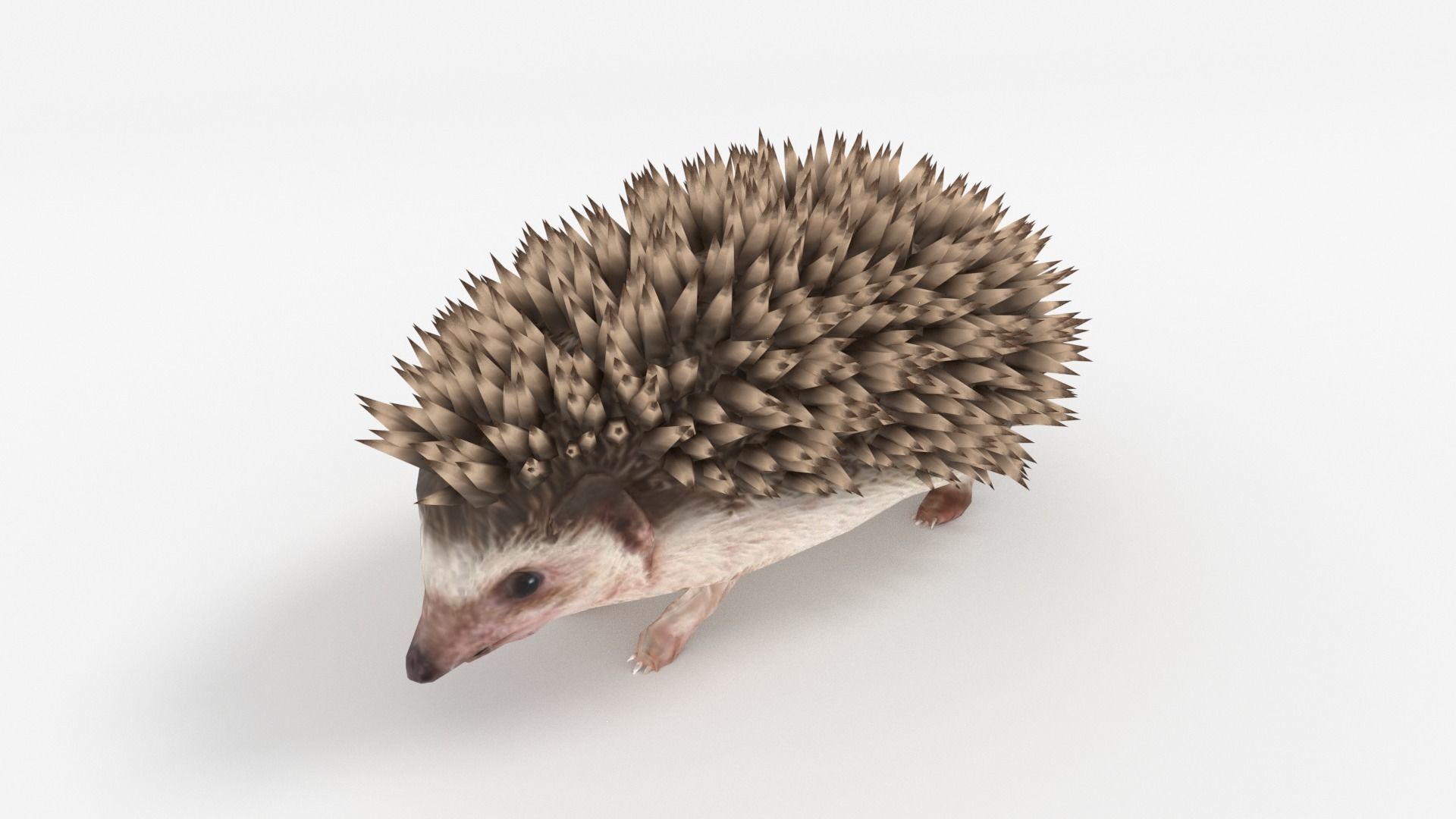 Rigged Hedgehog Low-poly 3D model_2