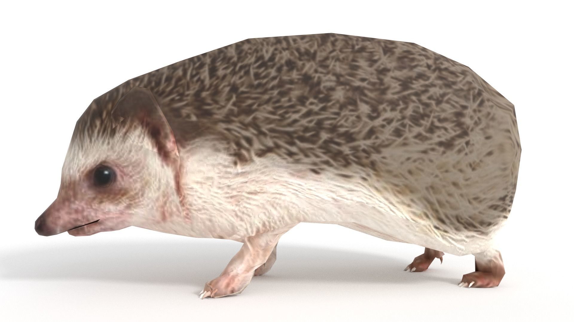 Rigged Hedgehog Low-poly 3D model_4