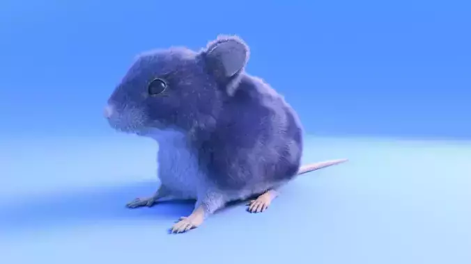 Mouse - grey brown white fur - Xgen - realistic style - rigged Low-poly 3D model