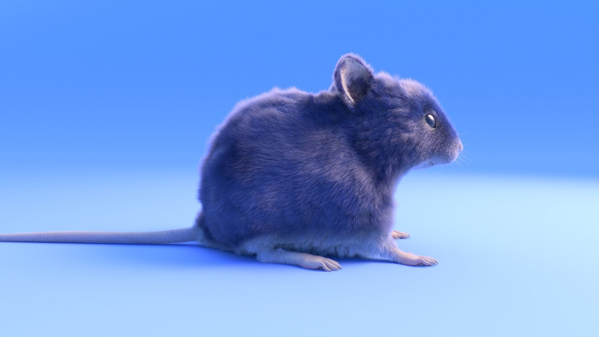 Mouse - grey brown white fur - Xgen - realistic style - rigged Low-poly 3D model_4
