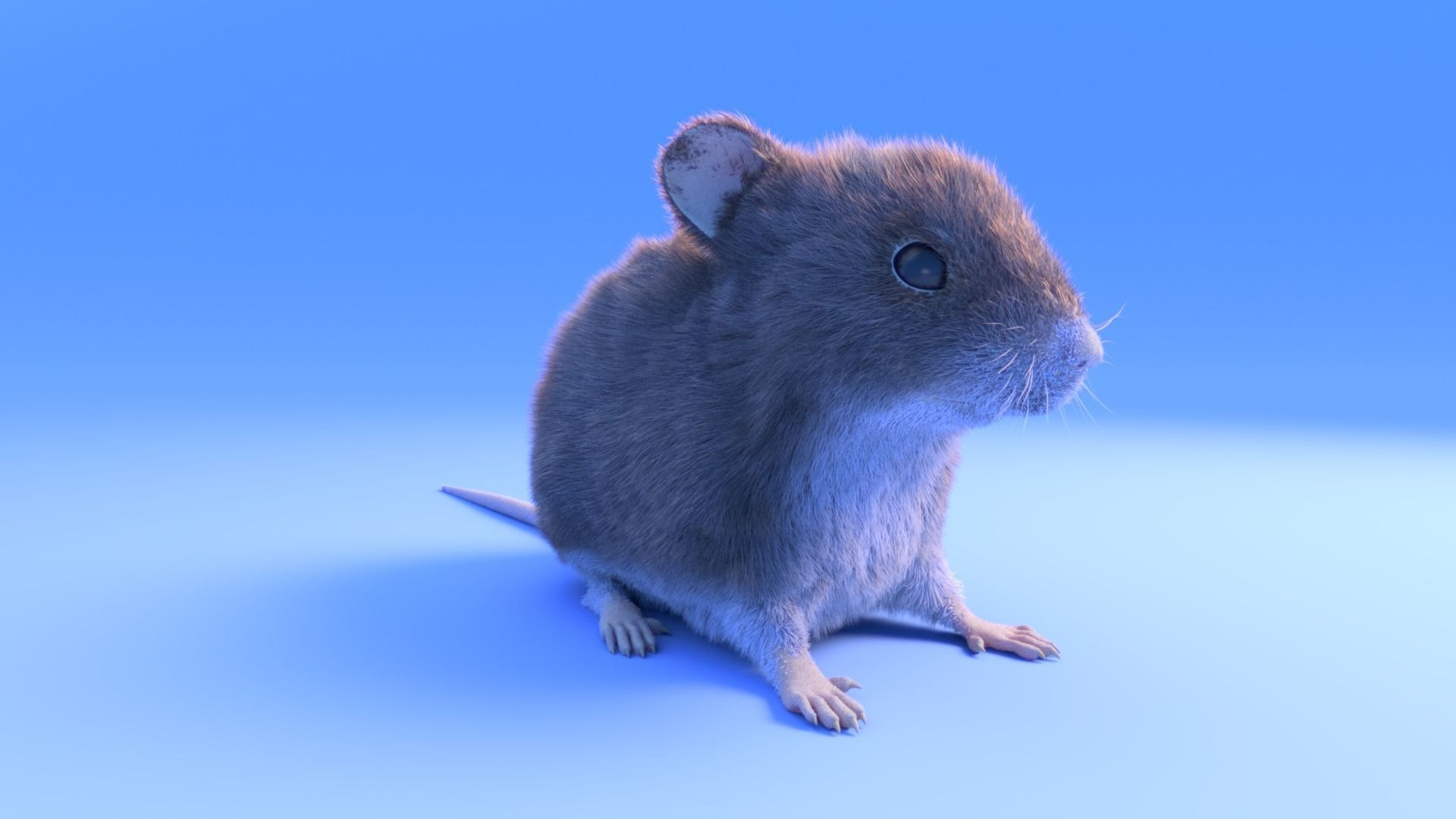 Mouse - grey brown white fur - Xgen - realistic style - rigged Low-poly 3D model_9