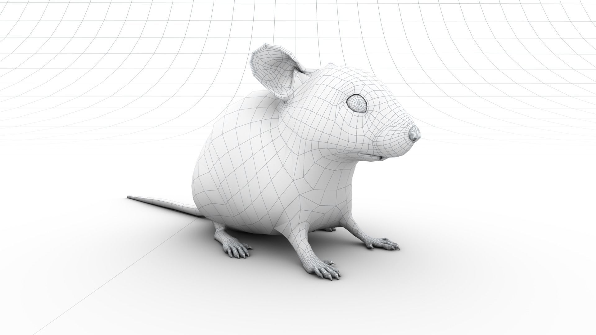 Mouse - grey brown white fur - Xgen - realistic style - rigged Low-poly 3D model_15