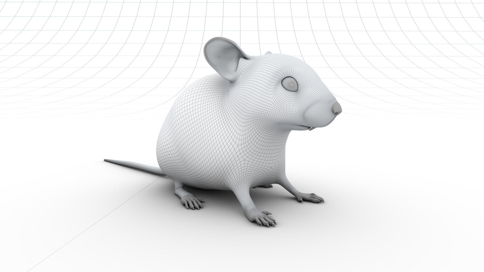 Mouse - grey brown white fur - Xgen - realistic style - rigged Low-poly 3D model_13