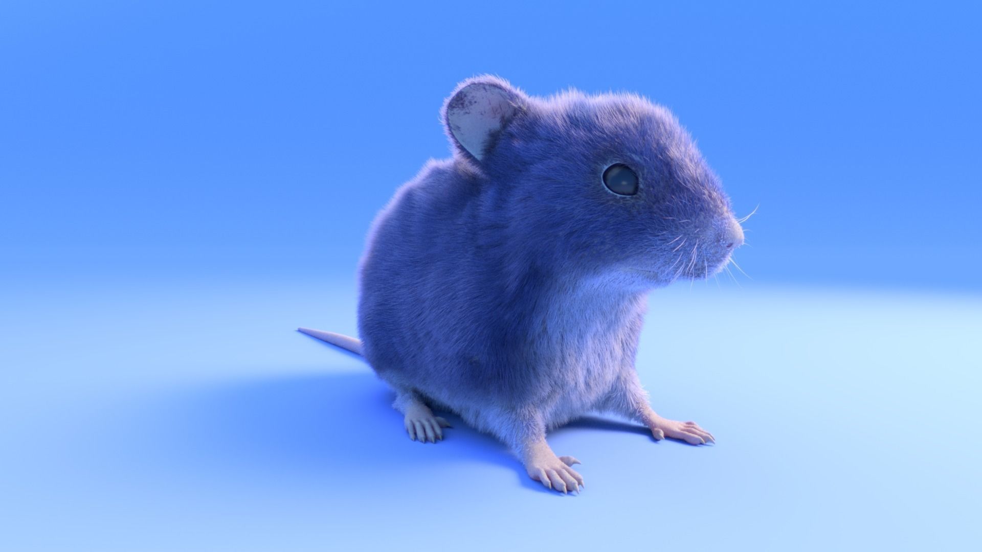 Mouse - grey brown white fur - Xgen - realistic style - rigged Low-poly 3D model_3