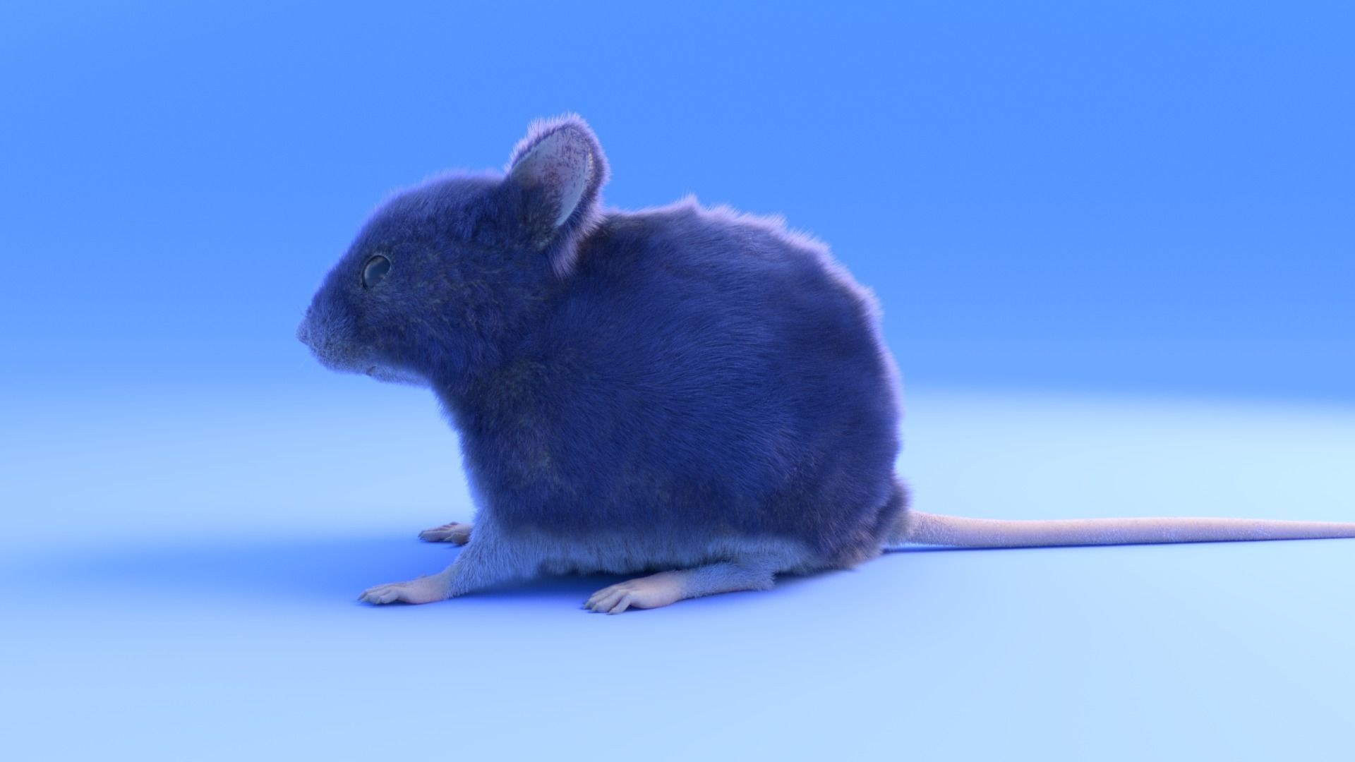 Mouse - grey brown white fur - Xgen - realistic style - rigged Low-poly 3D model_8