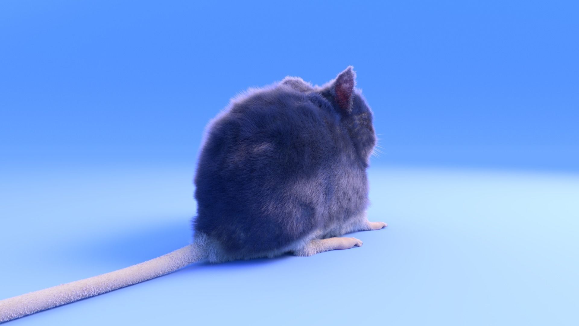 Mouse - grey brown white fur - Xgen - realistic style - rigged Low-poly 3D model_5