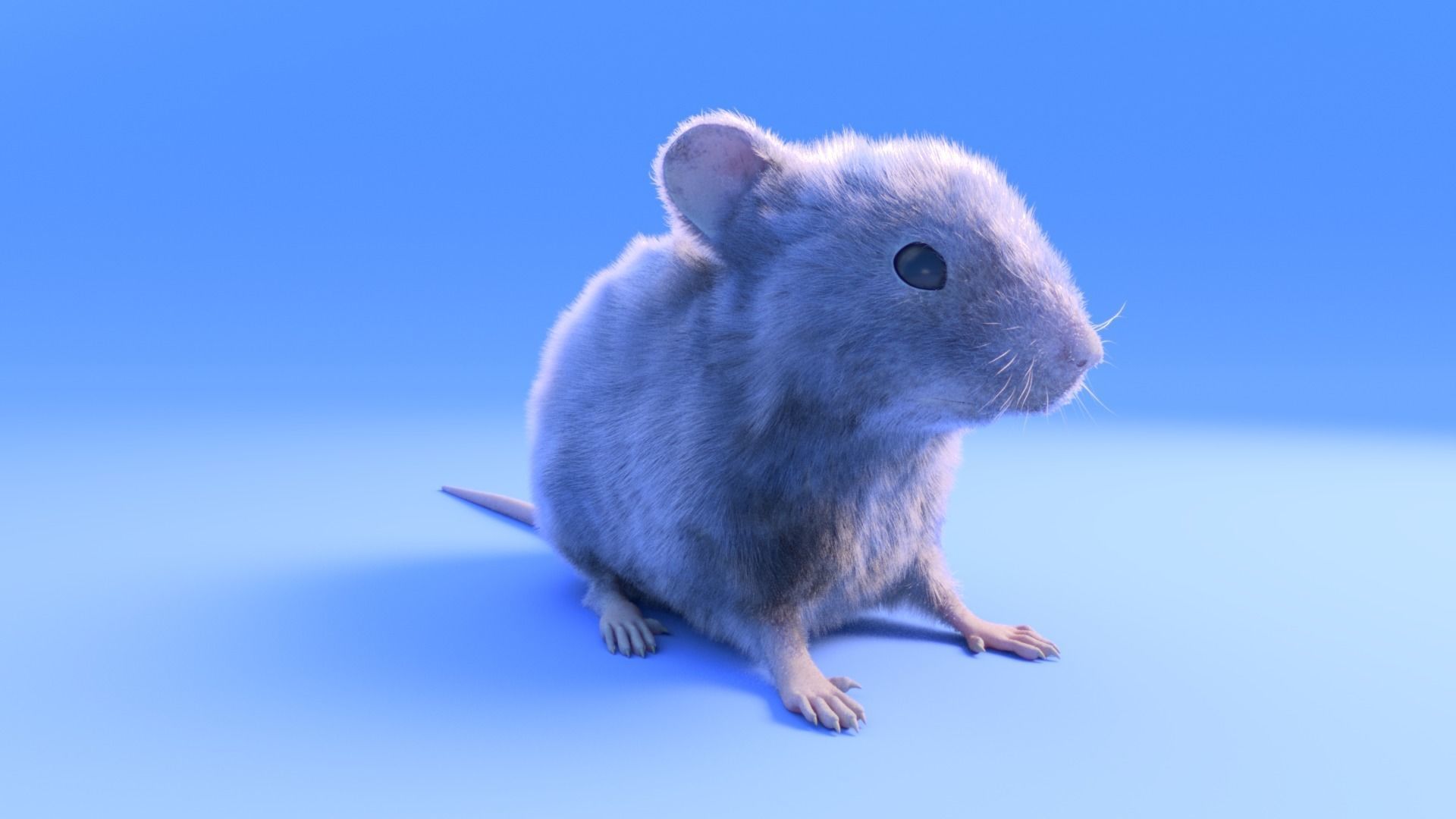 Mouse - grey brown white fur - Xgen - realistic style - rigged Low-poly 3D model_11