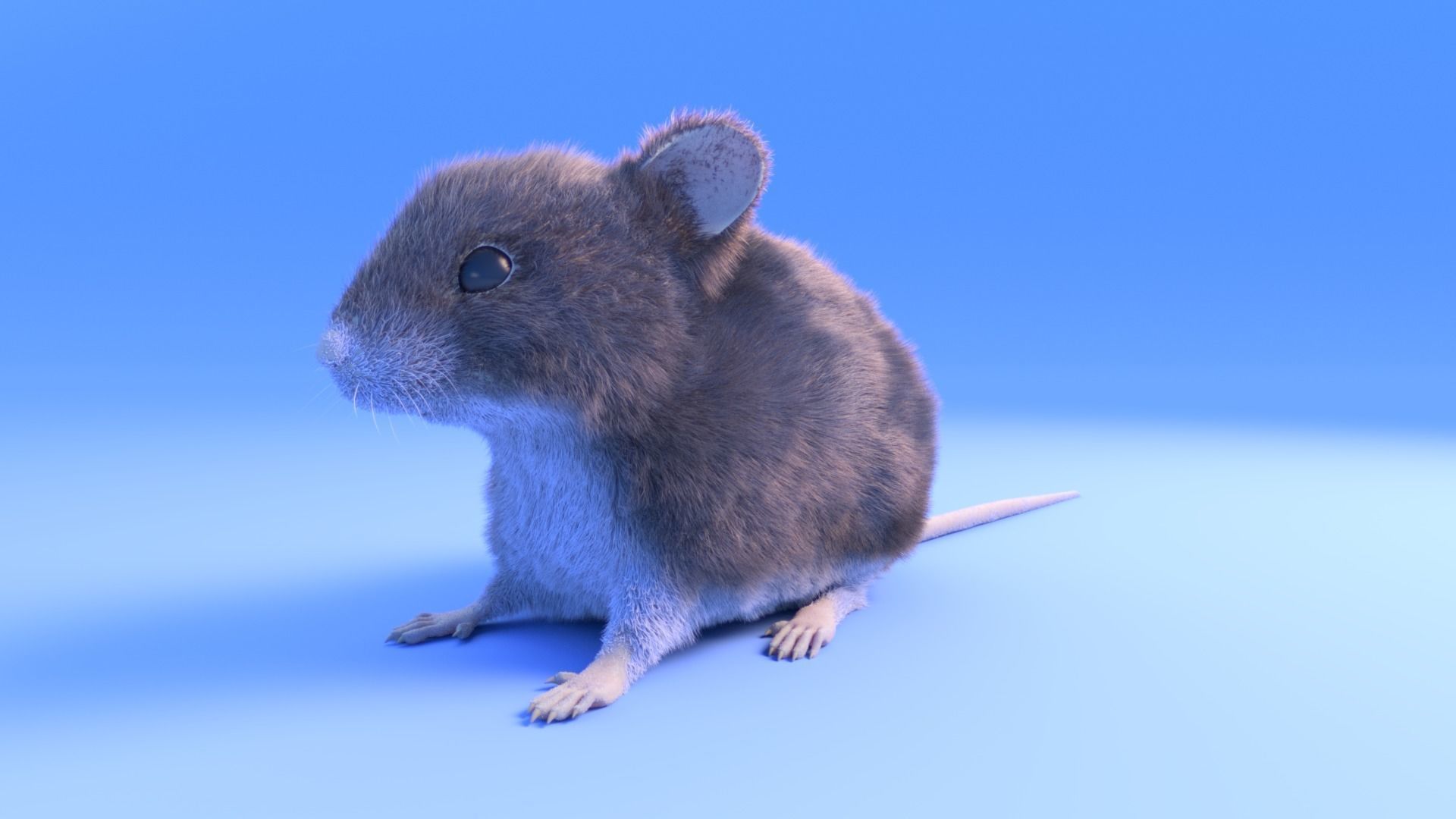 Mouse - grey brown white fur - Xgen - realistic style - rigged Low-poly 3D model_1