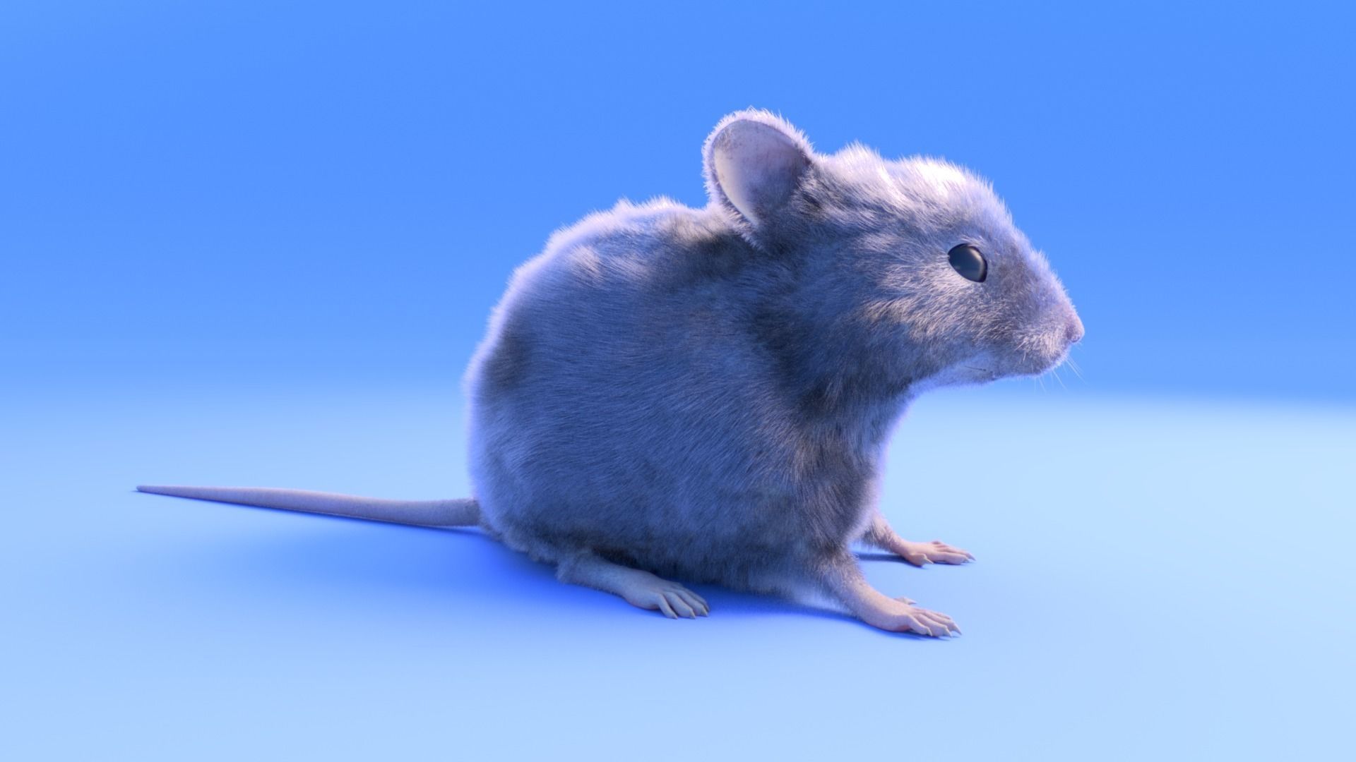 Mouse - grey brown white fur - Xgen - realistic style - rigged Low-poly 3D model_12