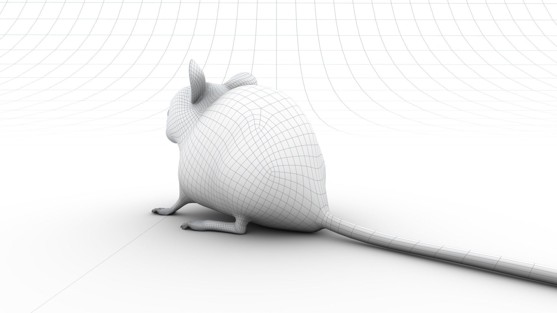 Mouse - grey brown white fur - Xgen - realistic style - rigged Low-poly 3D model_17