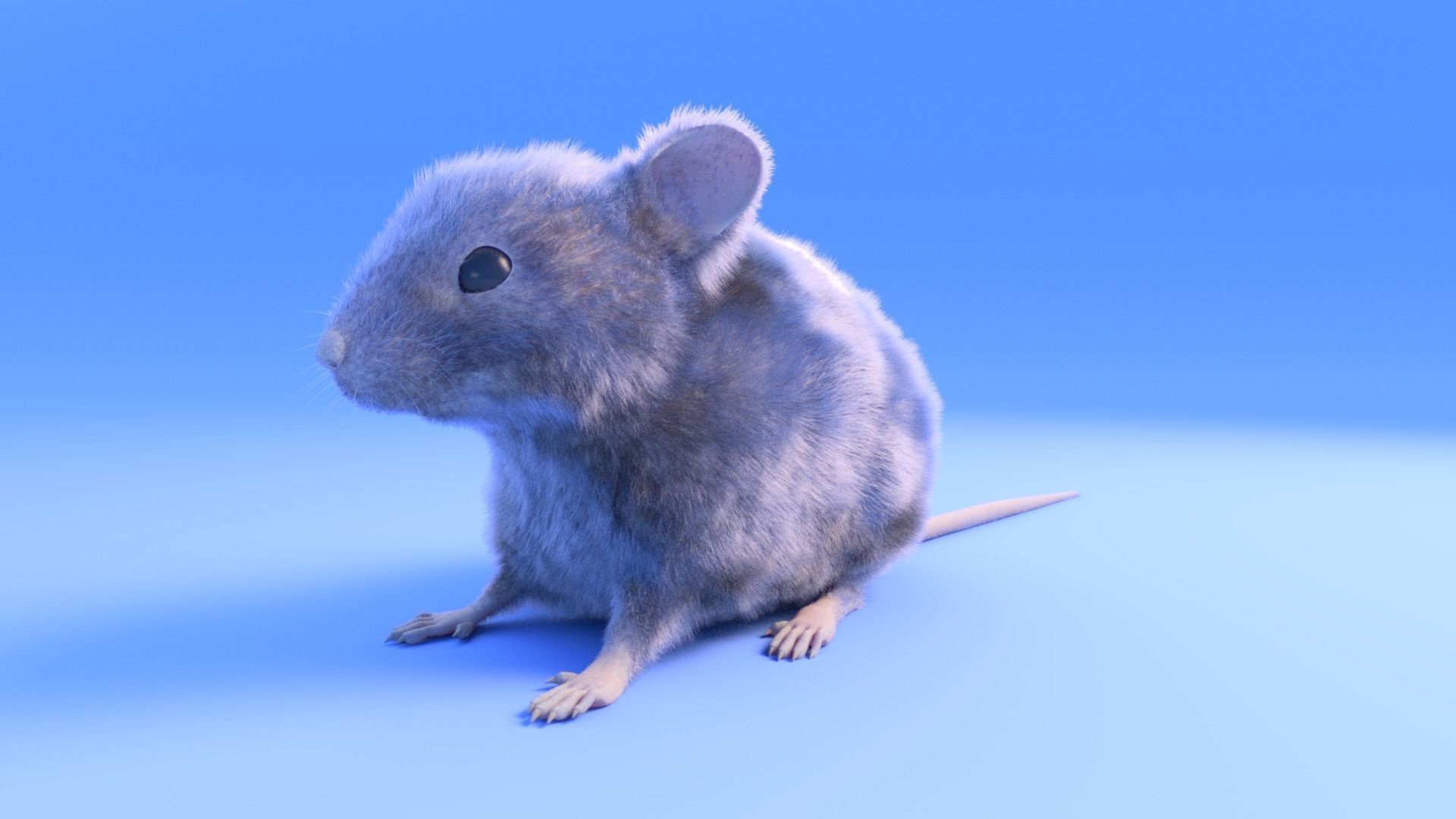 Mouse - grey brown white fur - Xgen - realistic style - rigged Low-poly 3D model_2