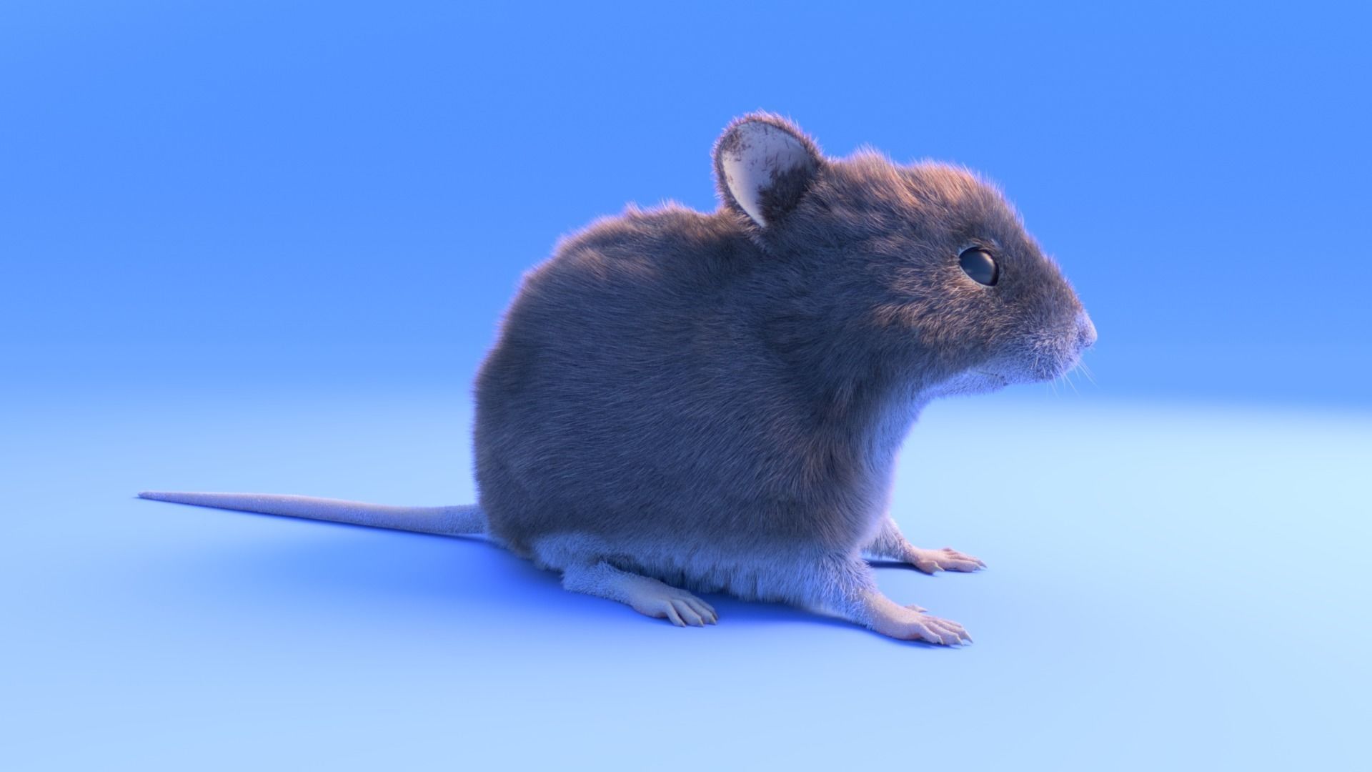 Mouse - grey brown white fur - Xgen - realistic style - rigged Low-poly 3D model_10