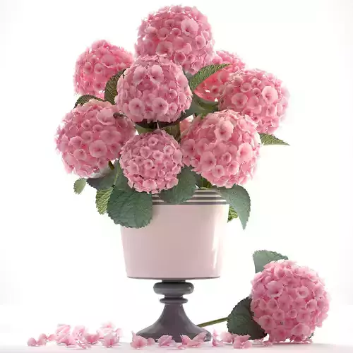 Bouquet of pink Hydrangea