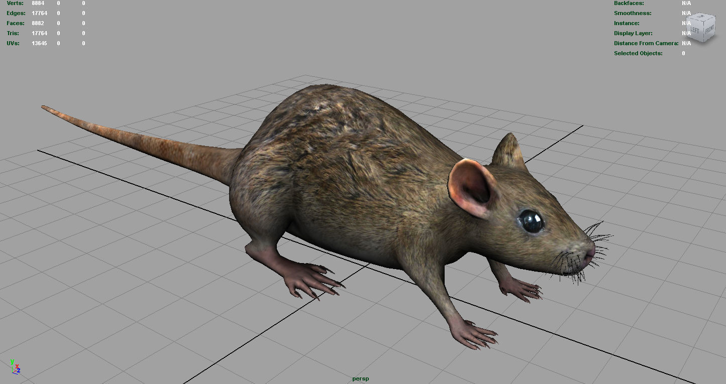 Realistic Rat Low-poly 3D model_3