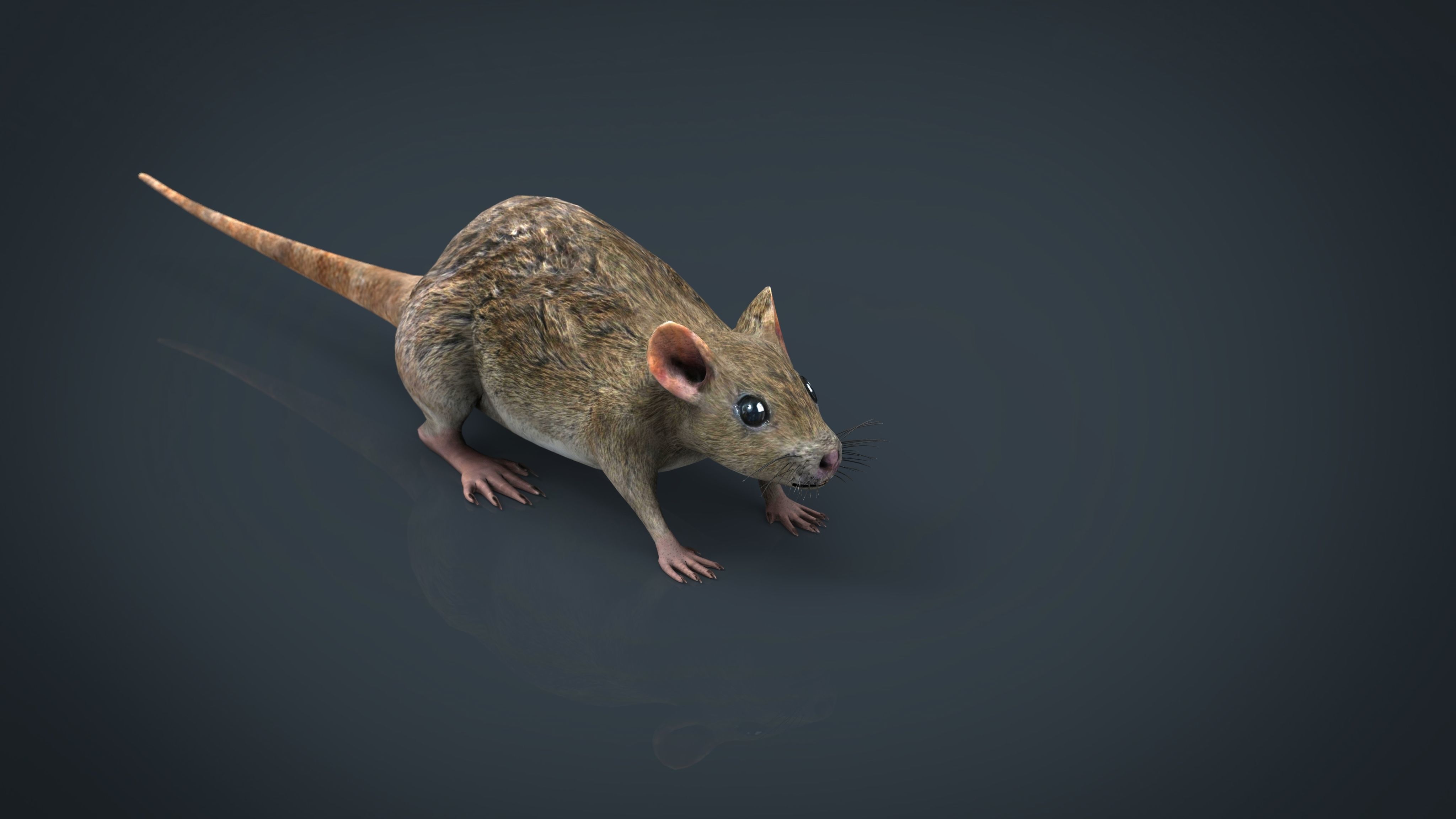 Realistic Rat Low-poly 3D model_12