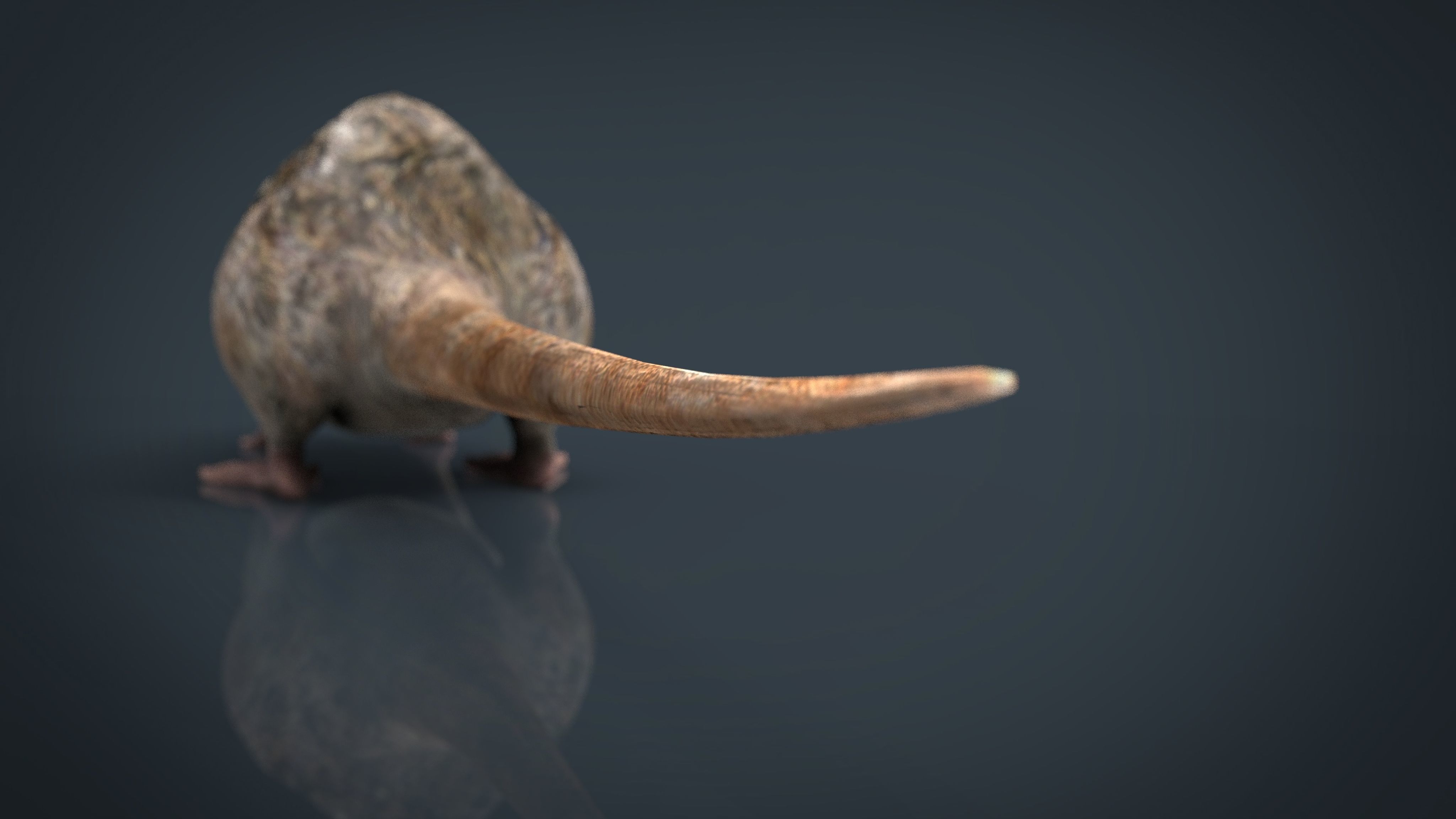 Realistic Rat Low-poly 3D model_13